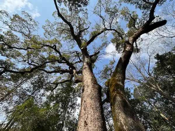 淡路島にある伊弉諾神社にある夫婦の大楠